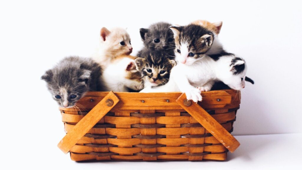 カゴの中に入る子猫たち
