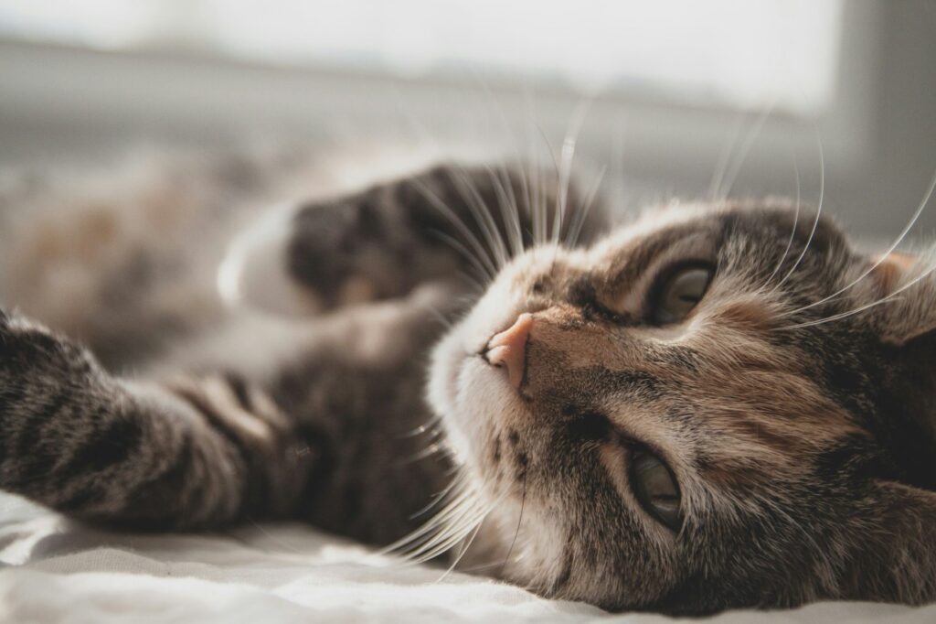 横になる猫