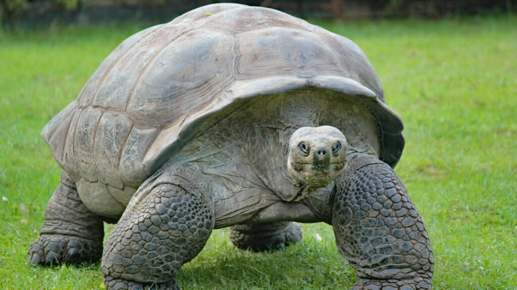 アブラダルゾウガメ