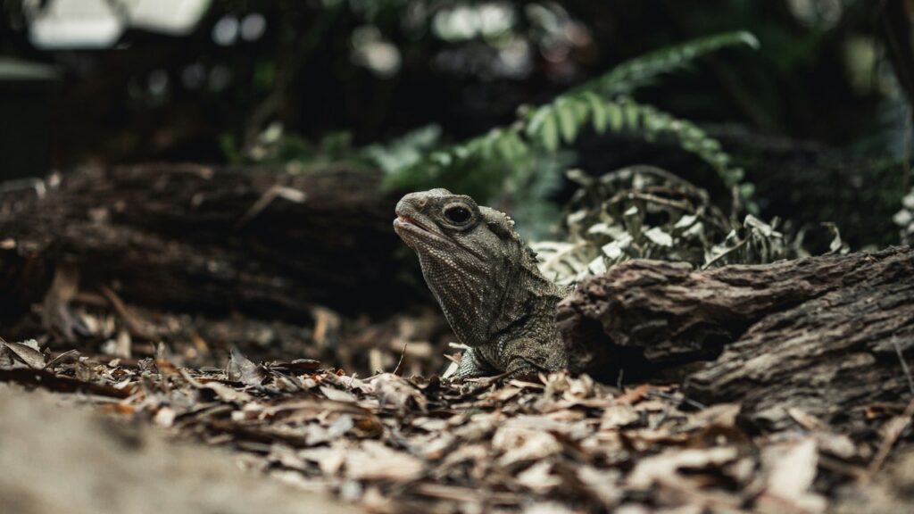 ムカシトカゲ,tuatara