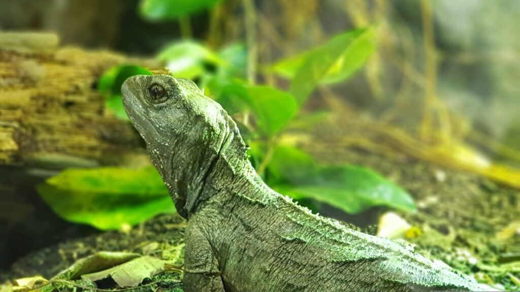 ムカシトカゲ,tuatara