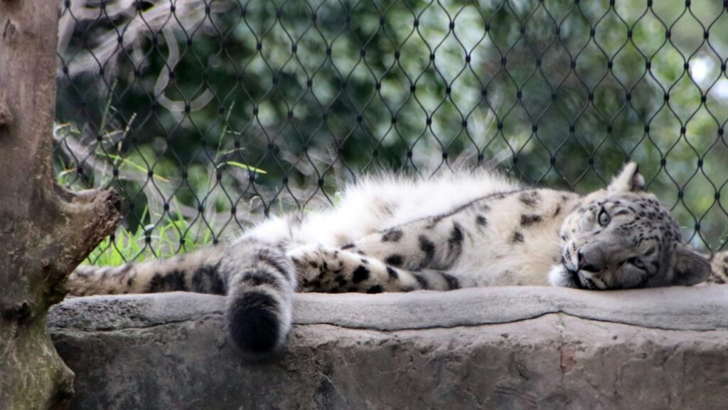 横たわるユキヒョウ