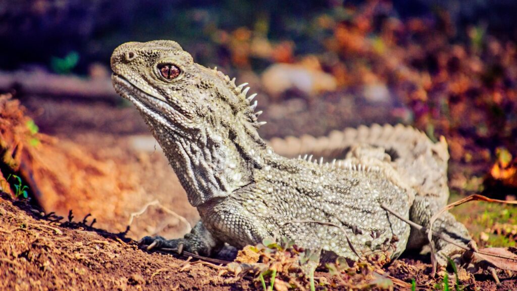 ムカシトカゲ,tuatara
