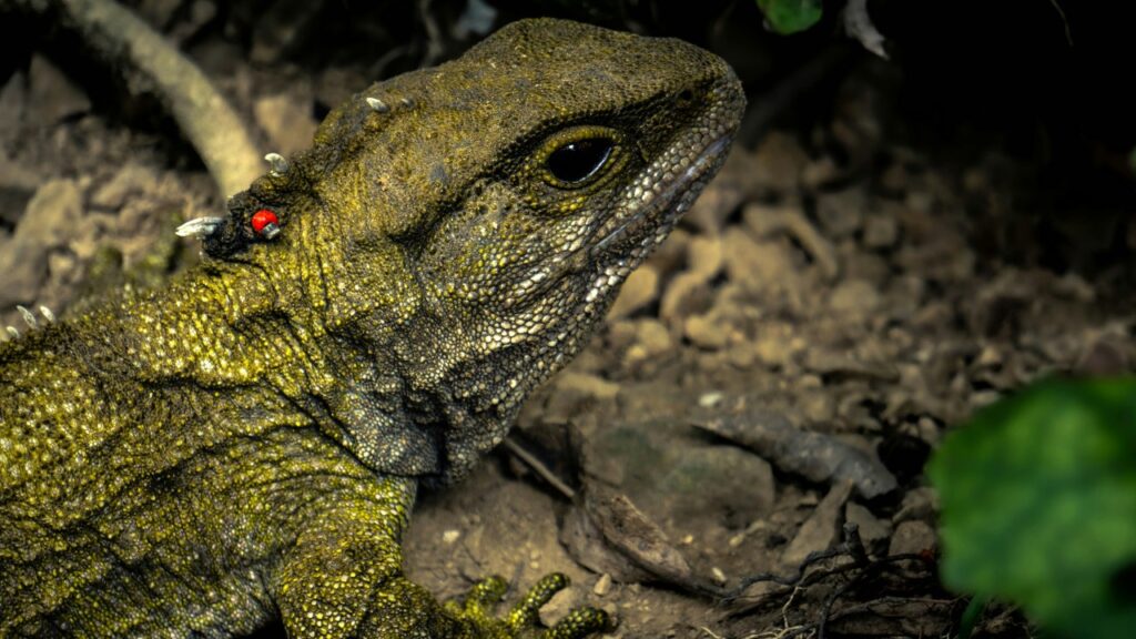 ムカシトカゲ,tuatara
