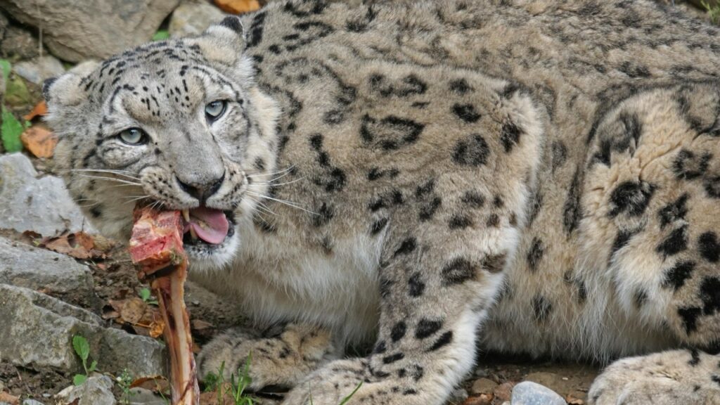 ご飯を食べているユキヒョウ