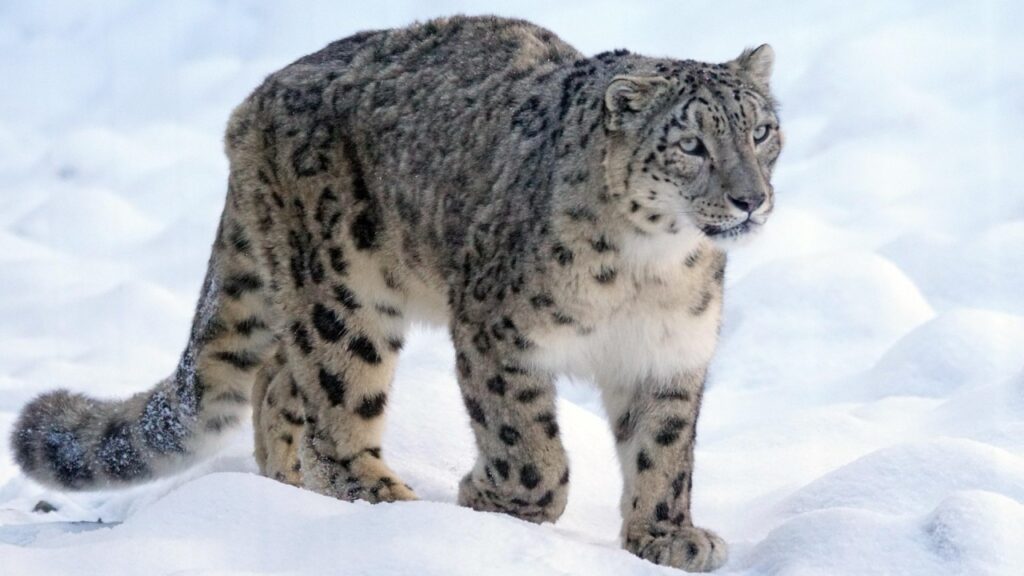 雪原を歩くユキヒョウ