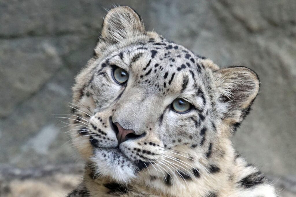 こちらを見つめるユキヒョウ