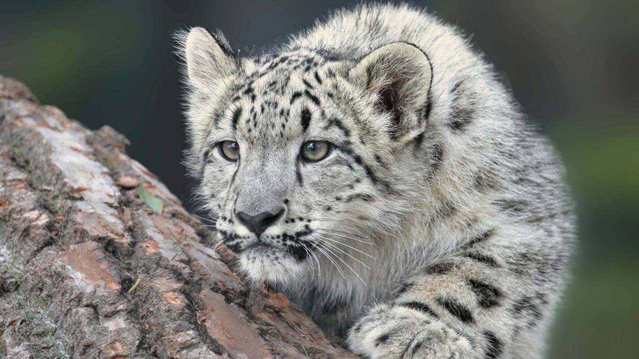 何かを狙うユキヒョウ