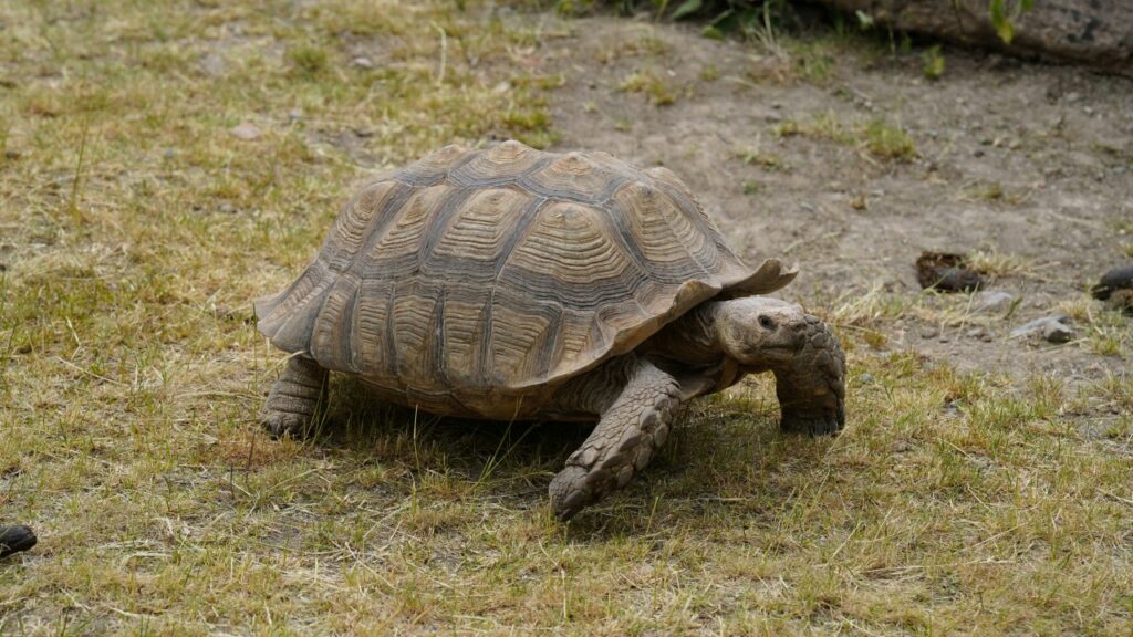 アブラダルゾウガメ