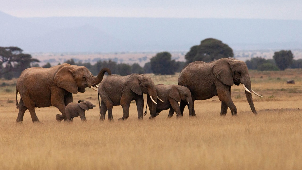 サバンナを家族で歩くアフリカゾウ