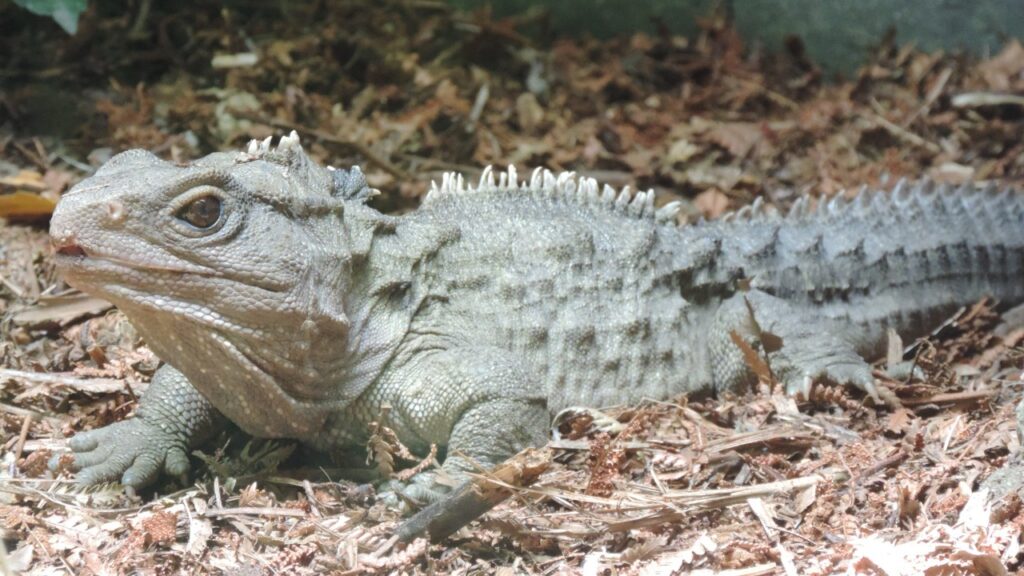ムカシトカゲ,tuatara