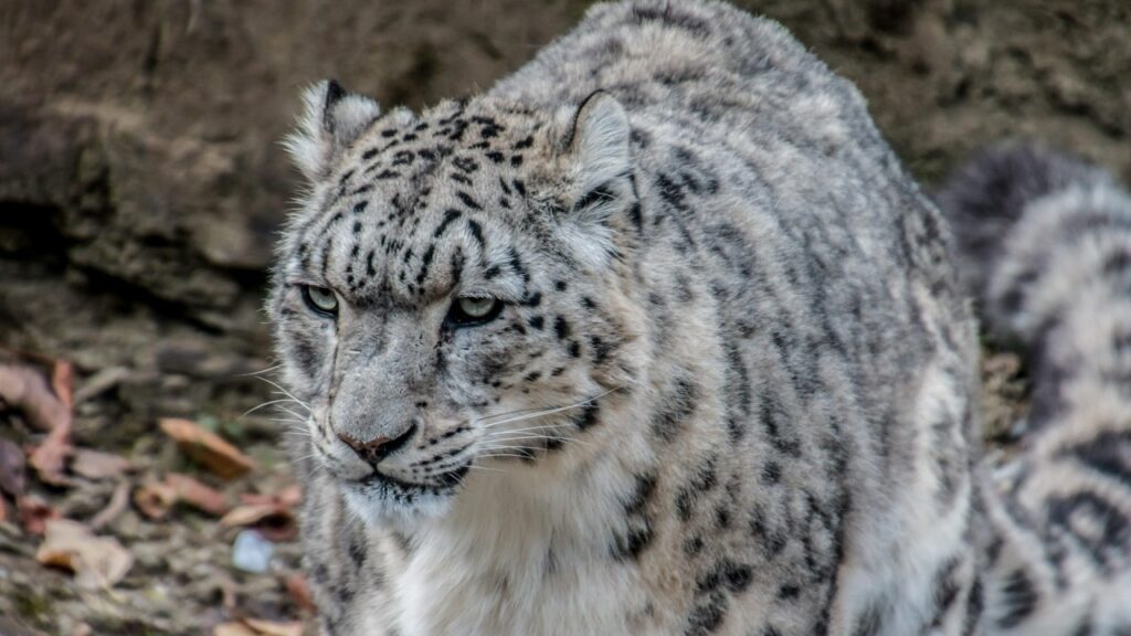 睨みながら警戒をしているユキヒョウ