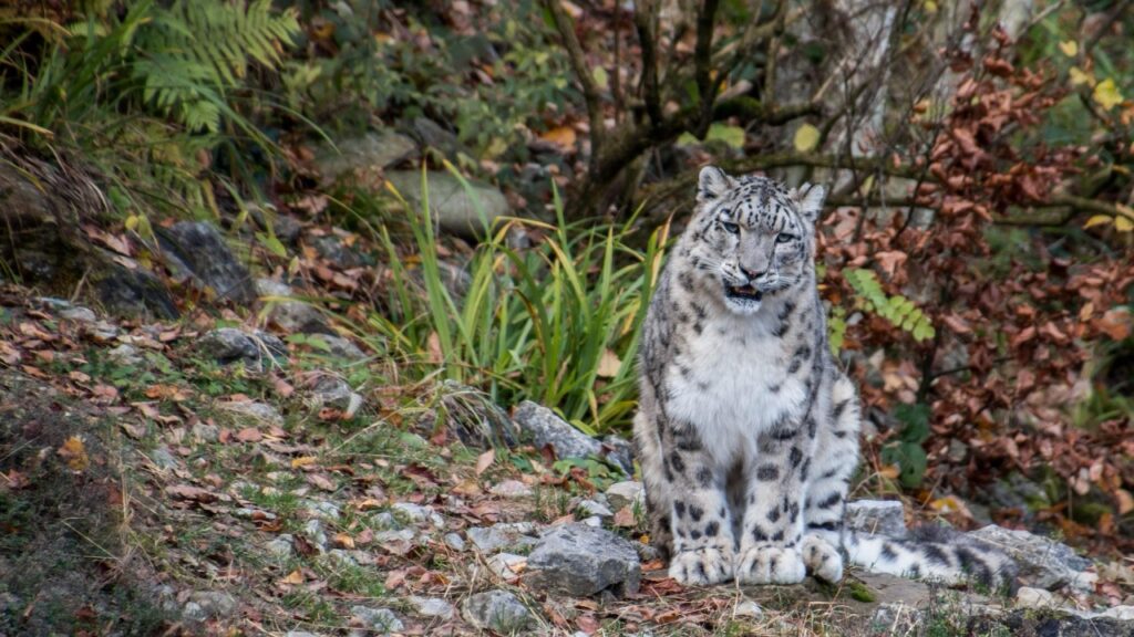森のひらけたところでおすわりをしてカメラの方を見るユキヒョウ