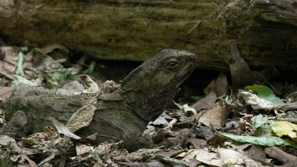 ムカシトカゲ,tuatara