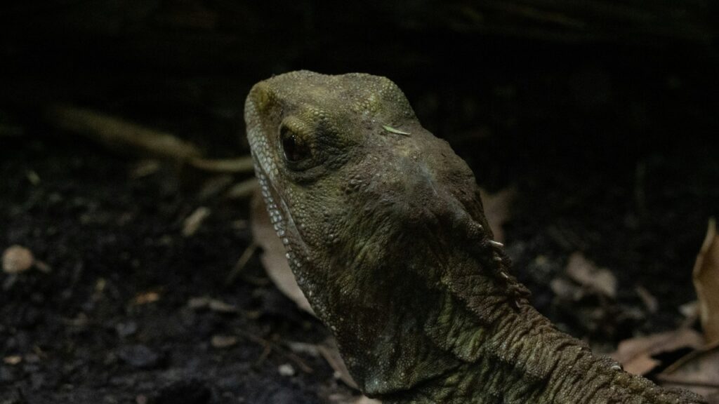 ムカシトカゲ,tuatara