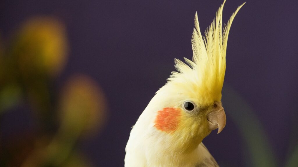 オカメインコ