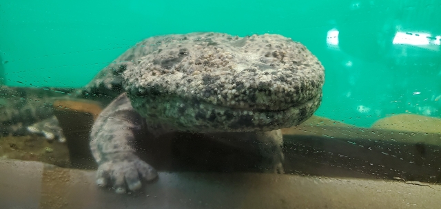 オオサンショウウオ正面