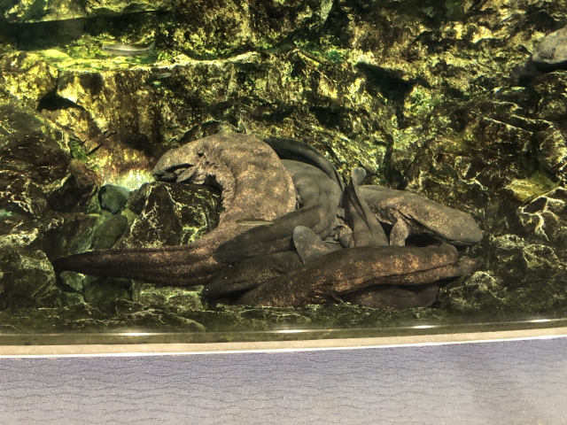 オオサンショウウオ