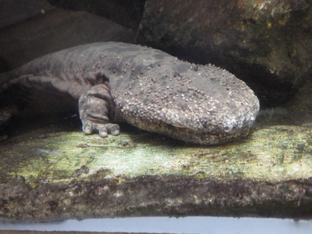 オオサンショウウオ