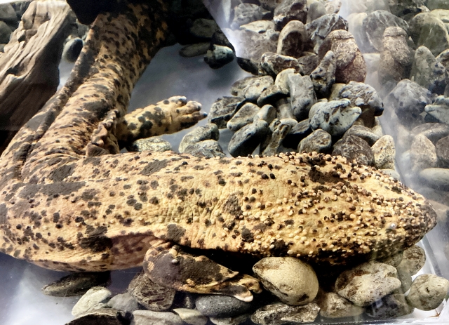 オオサンショウウオ