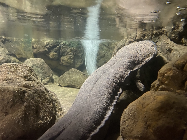オオサンショウウオ