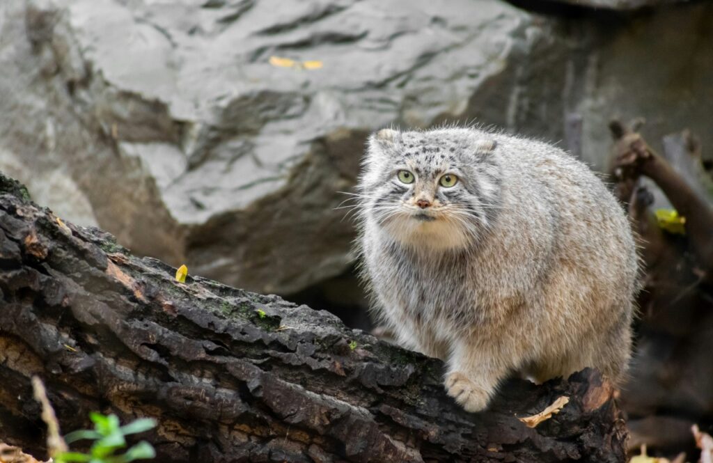 木の上にいるマヌルネコ