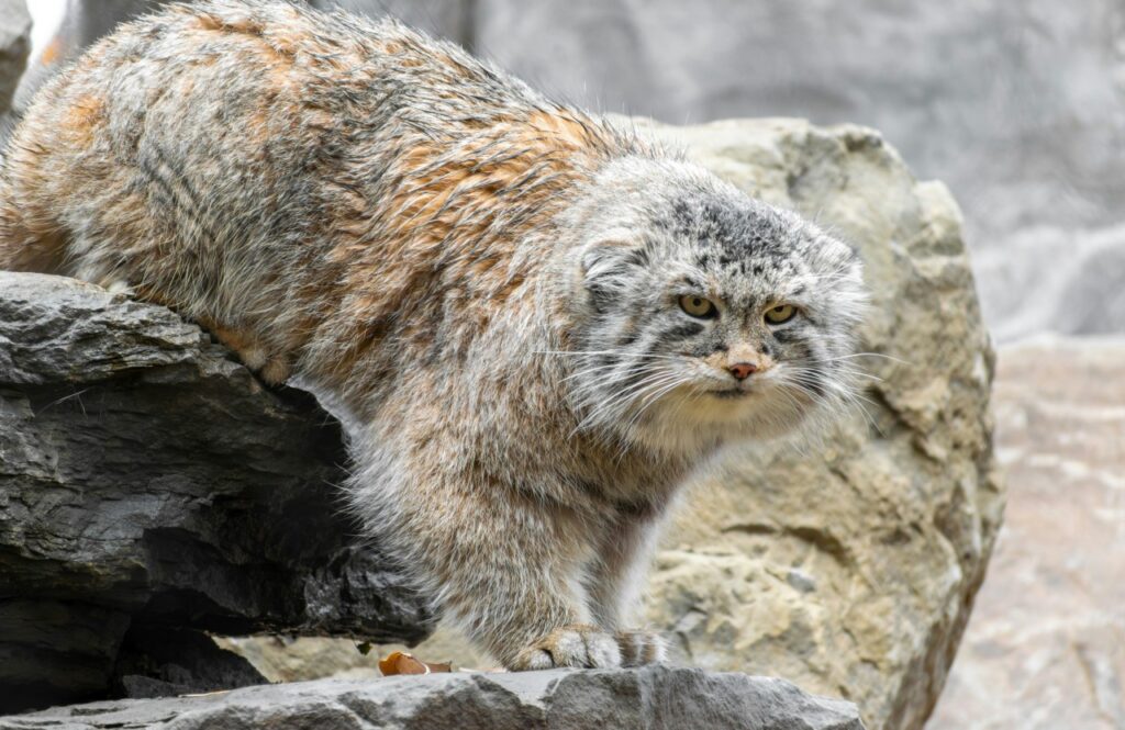 岩場から降りるマヌルネコ