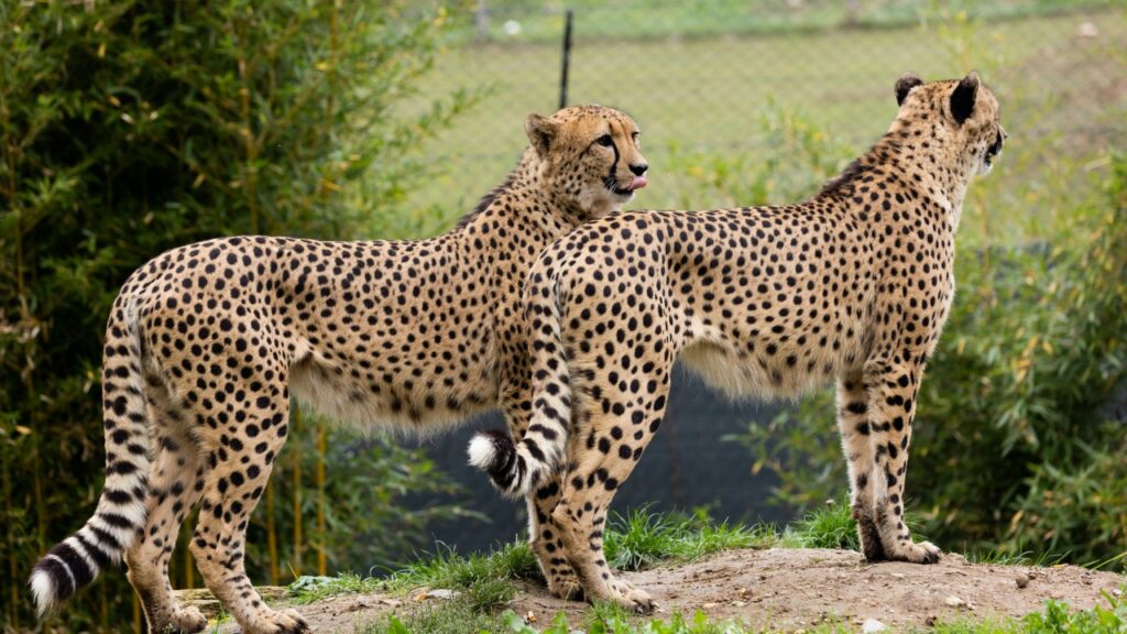 2匹のチーター