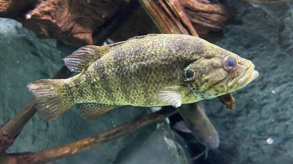 オヤニラミ