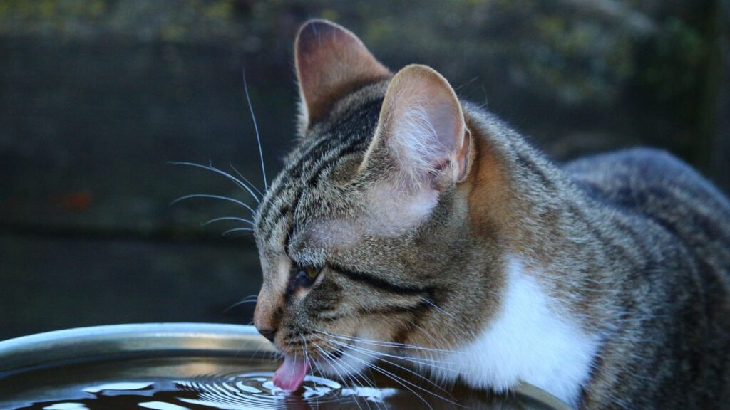 水を飲むネコ