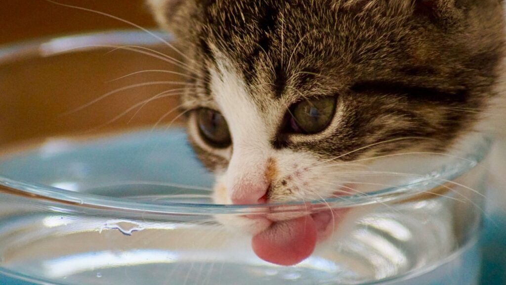 ボウルから水を飲む子猫