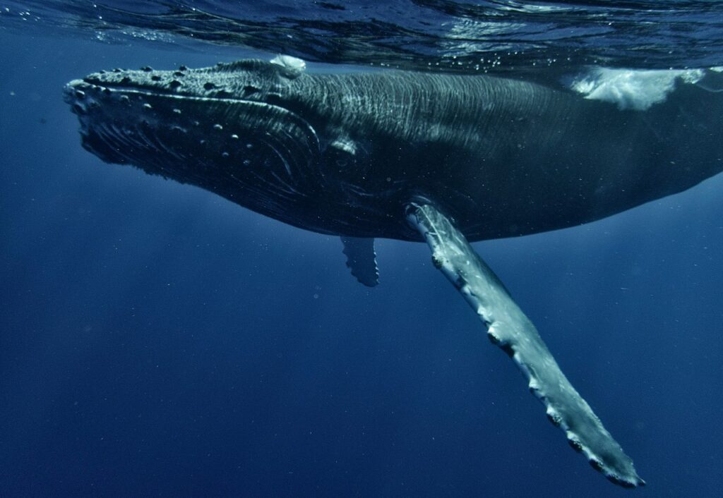 クジラ