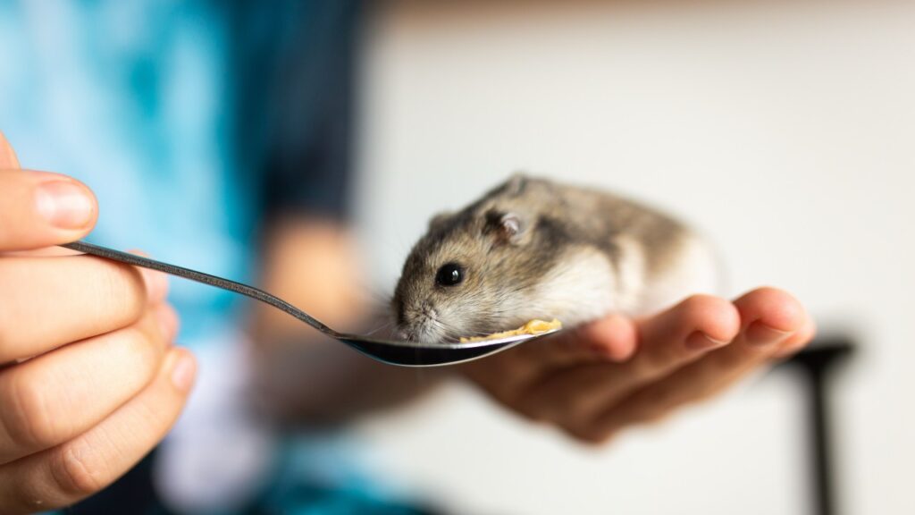 ご飯を食べているハムスター
