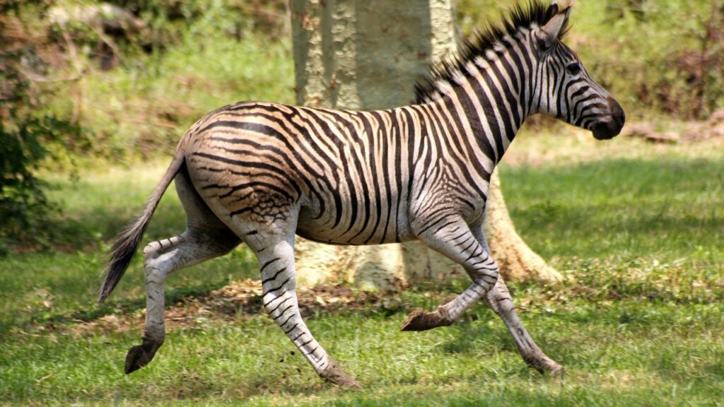 走るシマウマ