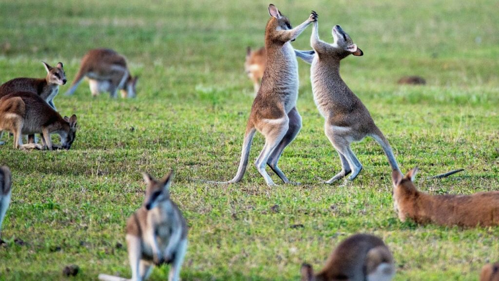 喧嘩をしているカンガルー