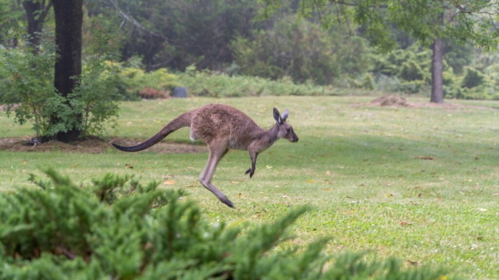 移動しているカンガルー