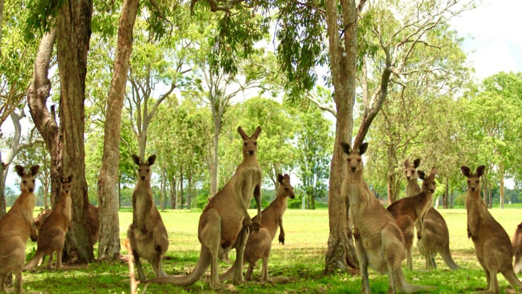 警戒しているカンガルーの群れ