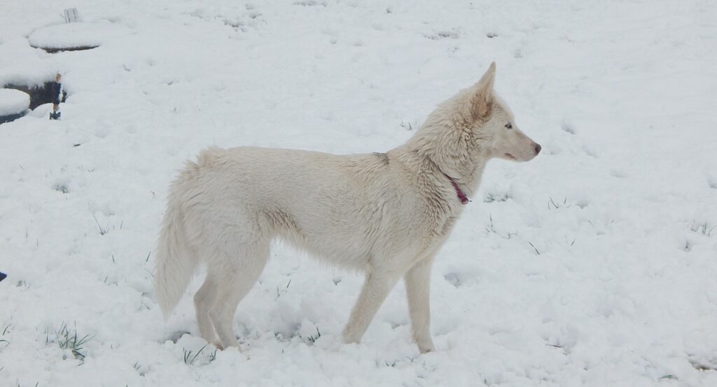雪原に佇む白いウルフドッグ