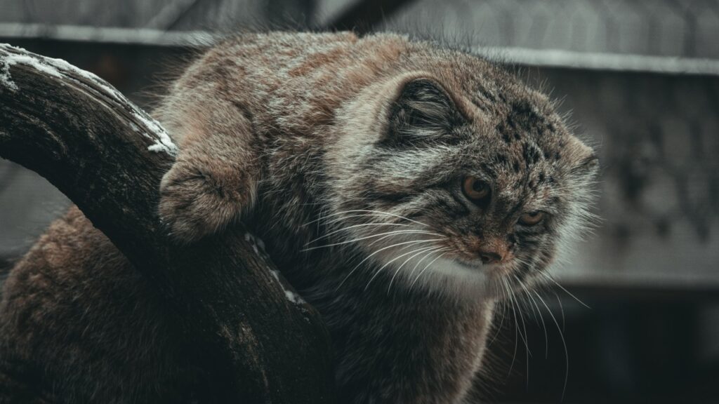木の上から何かを狙うマヌルネコ