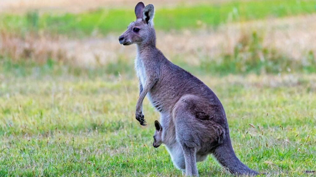 警戒しているカンガルー
