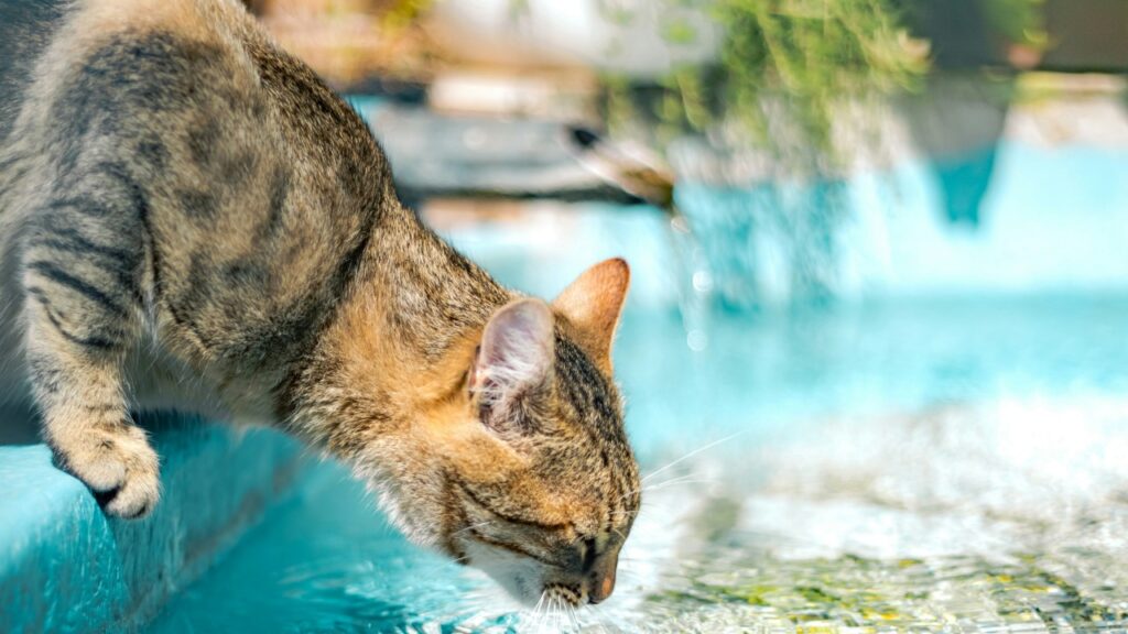 ネコ 水を飲んでいる