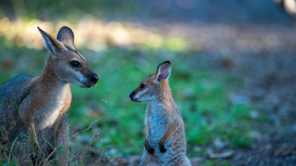 親子のカンガルー