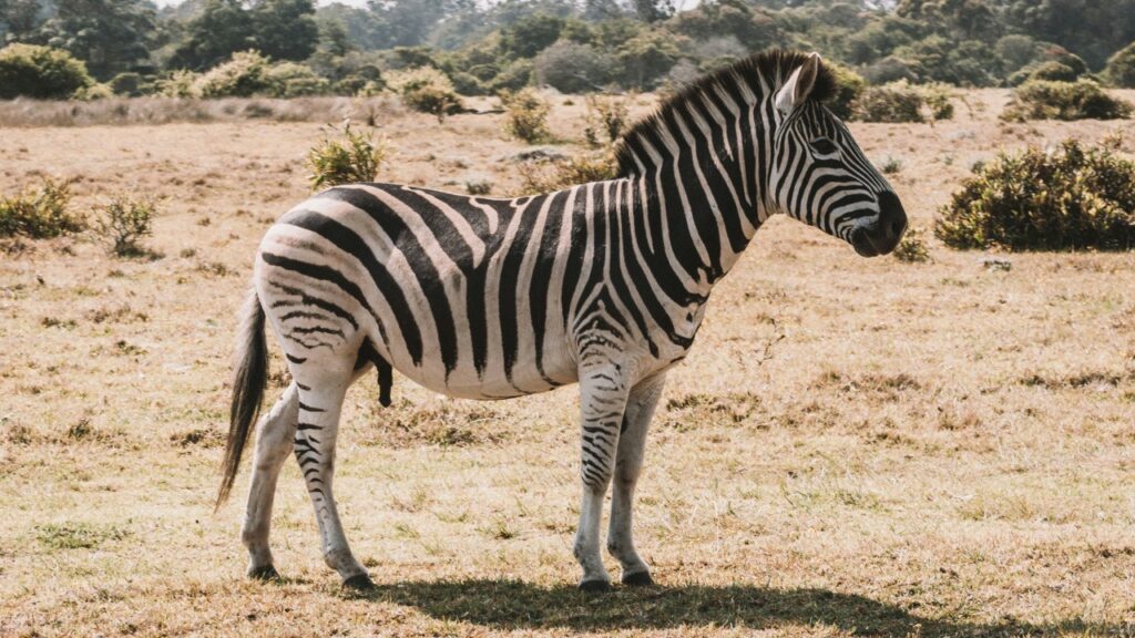 １頭のシマウマ