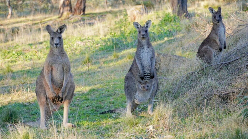 3匹のカンガルー