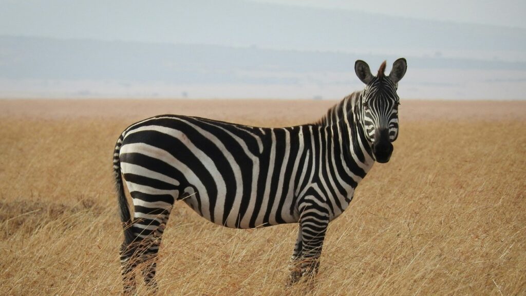 こちらをみるシマウマ