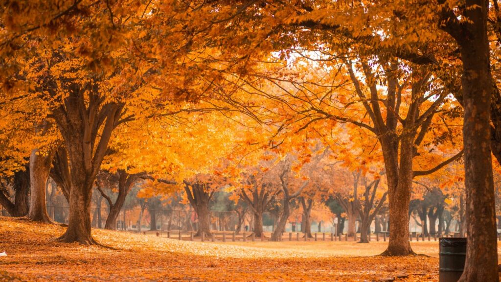 秋の訪れ、紅葉した公園,11月