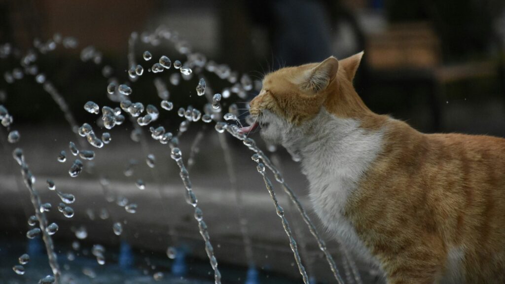 噴水からネコが水を飲む