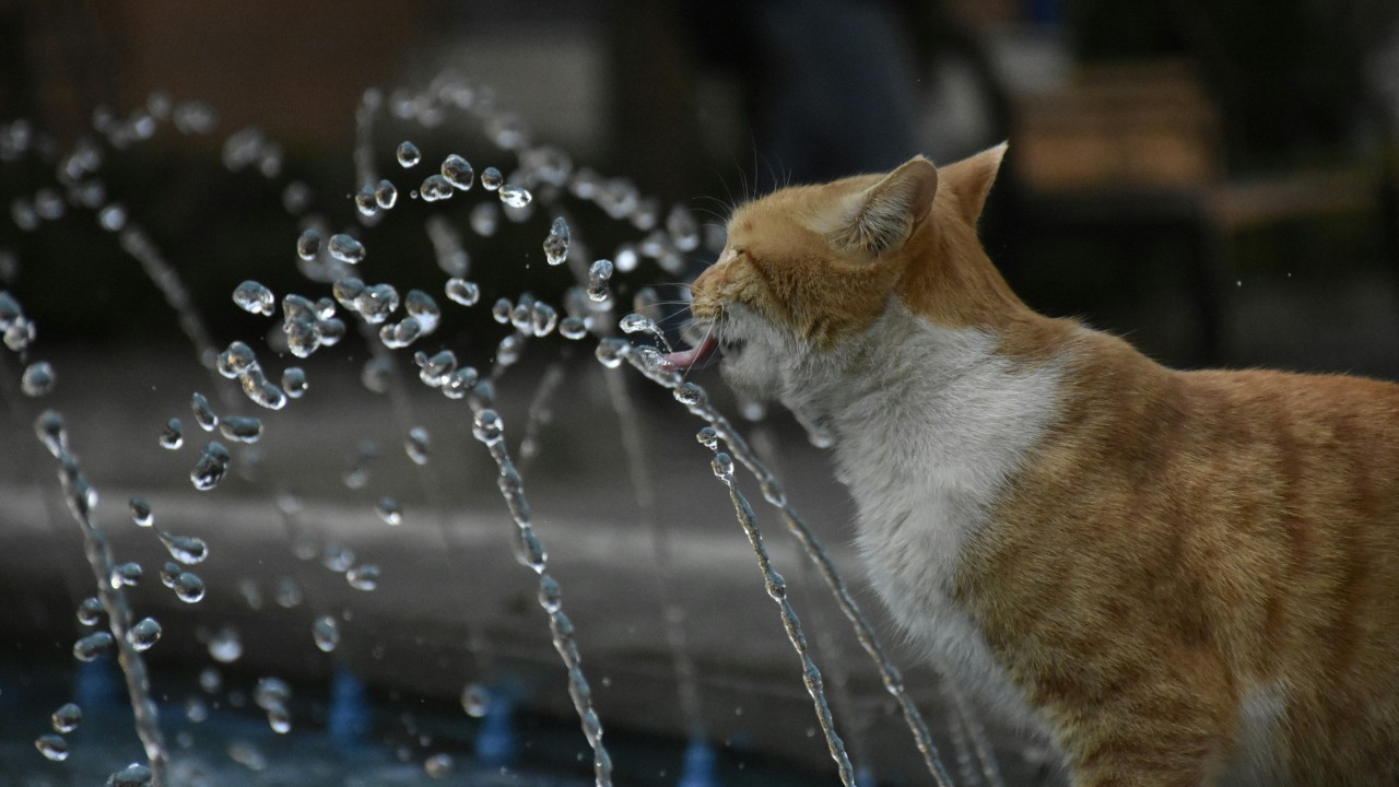 噴水からネコが水を飲む