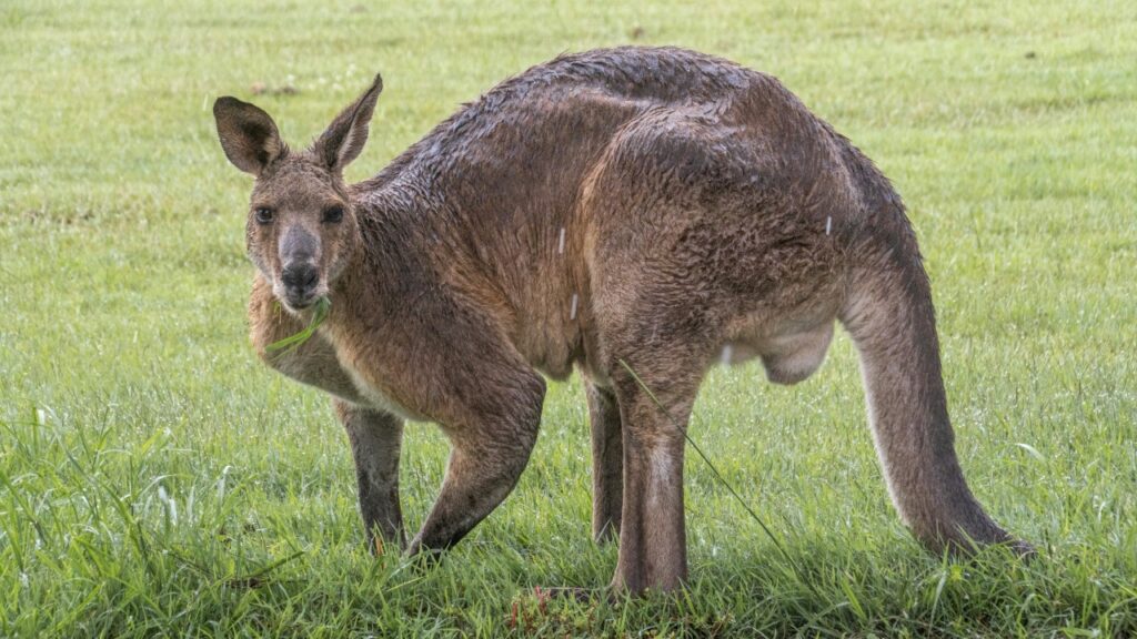こちら見ているカンガルー