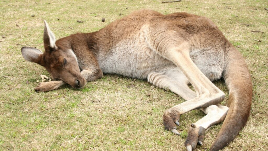 眠っているカンガルー